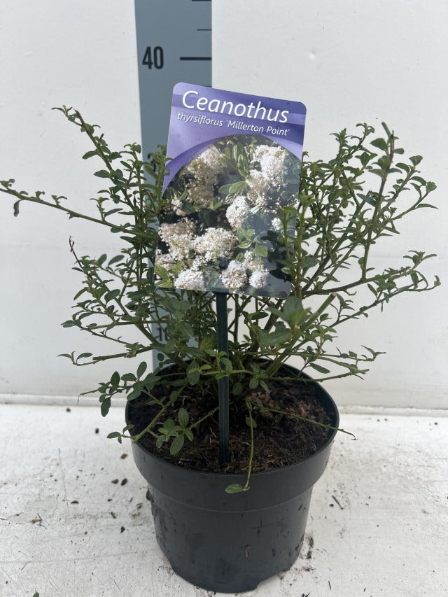 Ceanothus thyrsiflorus 'Millerton Point' 2L | Evergreen White Californian Lilac