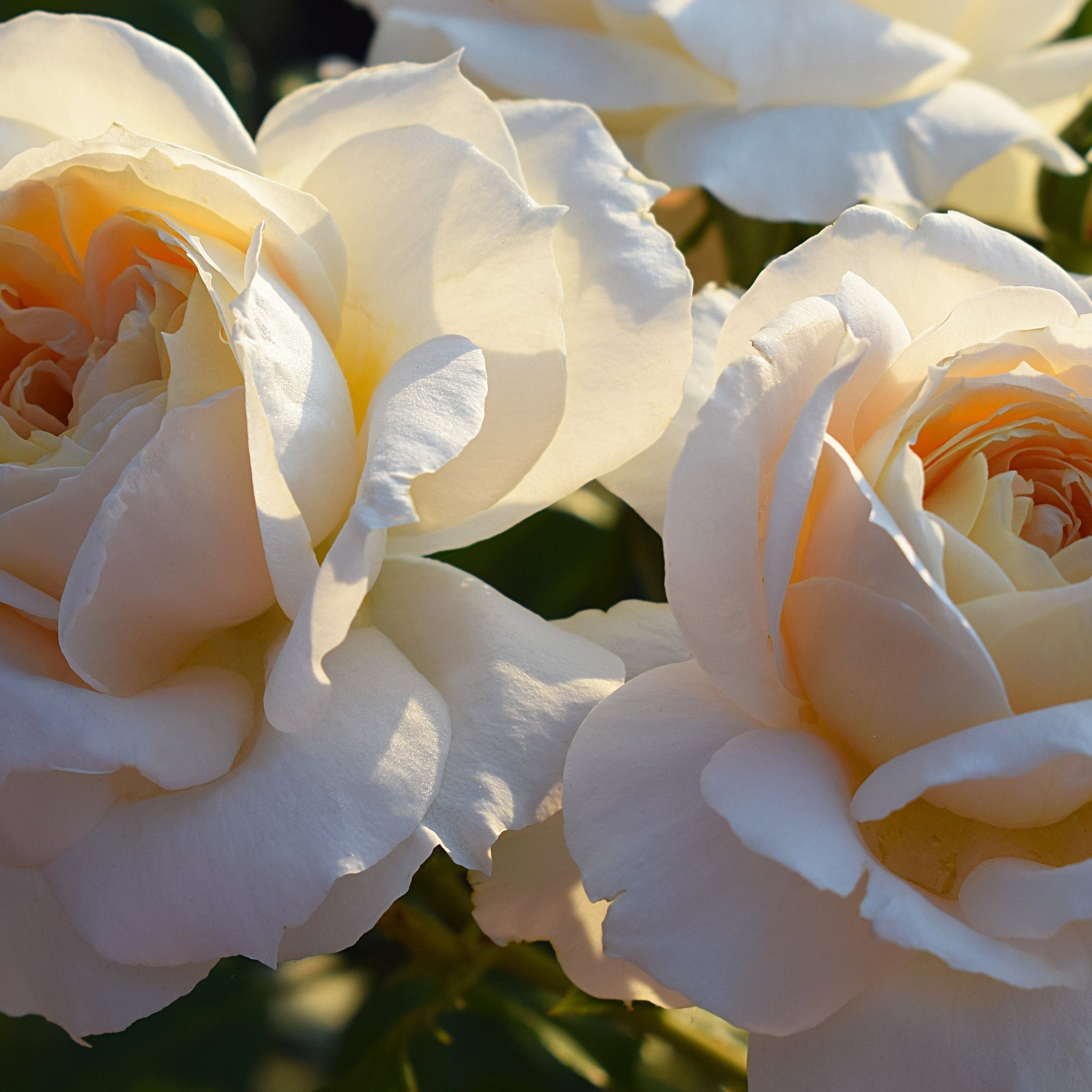 Rose Champagne Moments | Floribunda | 4L Potted Rose
