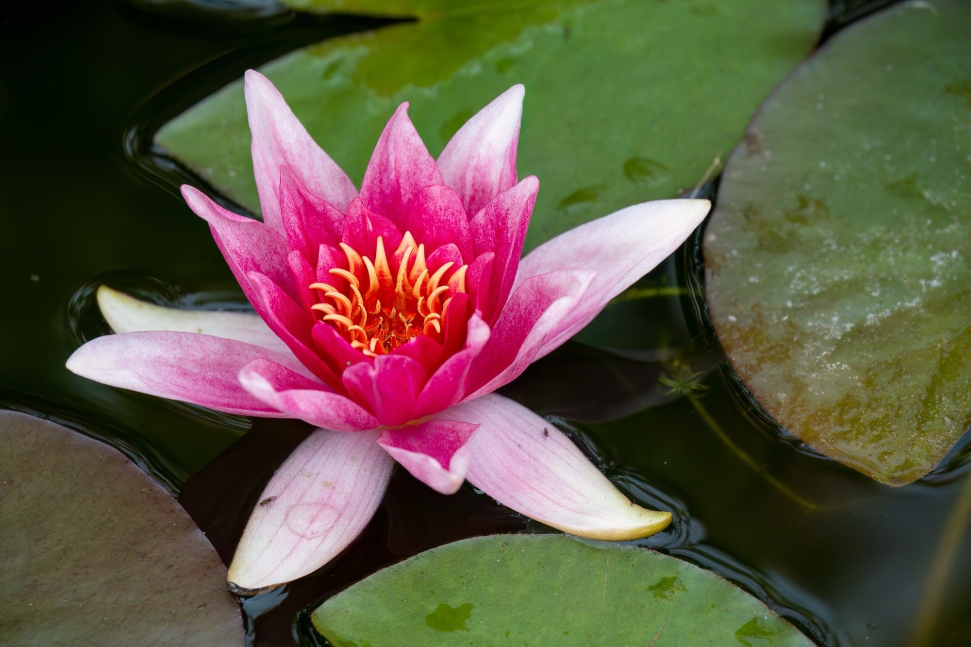Charles de Meurville water lily - pond plants - VLW03