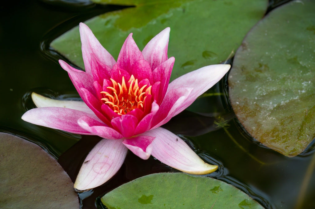 Charles de Meurville water lily - pond plants - VLW03