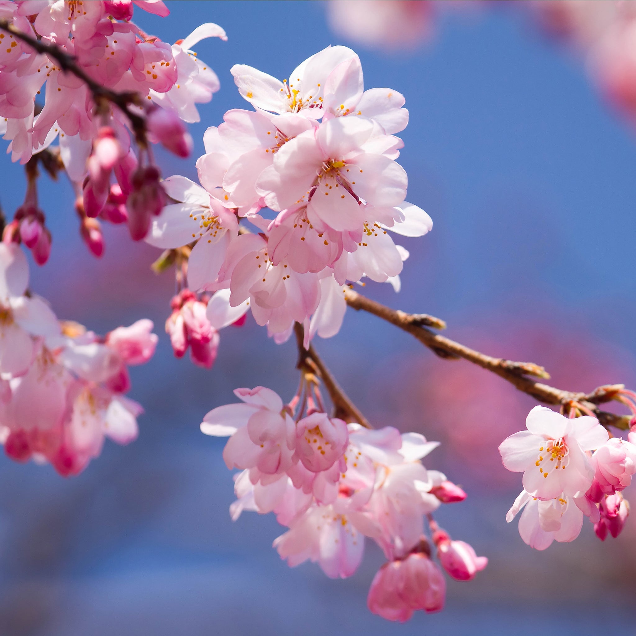 Ornamental Flowering Cherry Blossom Tree Dwarf - Incisa 'Cunera' 100-120cm