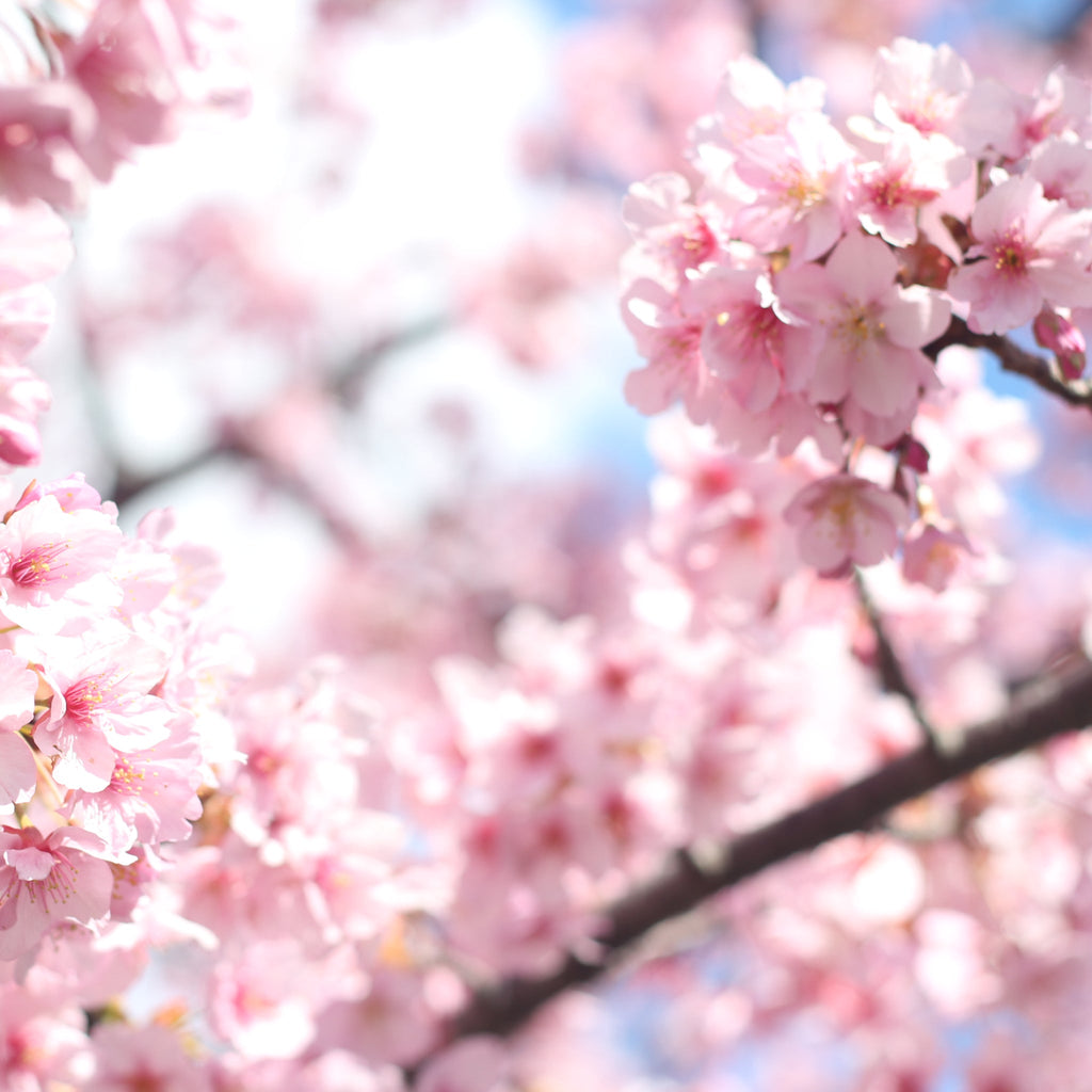Ornamental Flowering Cherry Blossom Tree - Incisa 'Cunera' 1m 7.5L