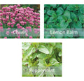 Herb Seeds Collection - Chives Peppermint & Lemon Balm - Perfect for Pots
