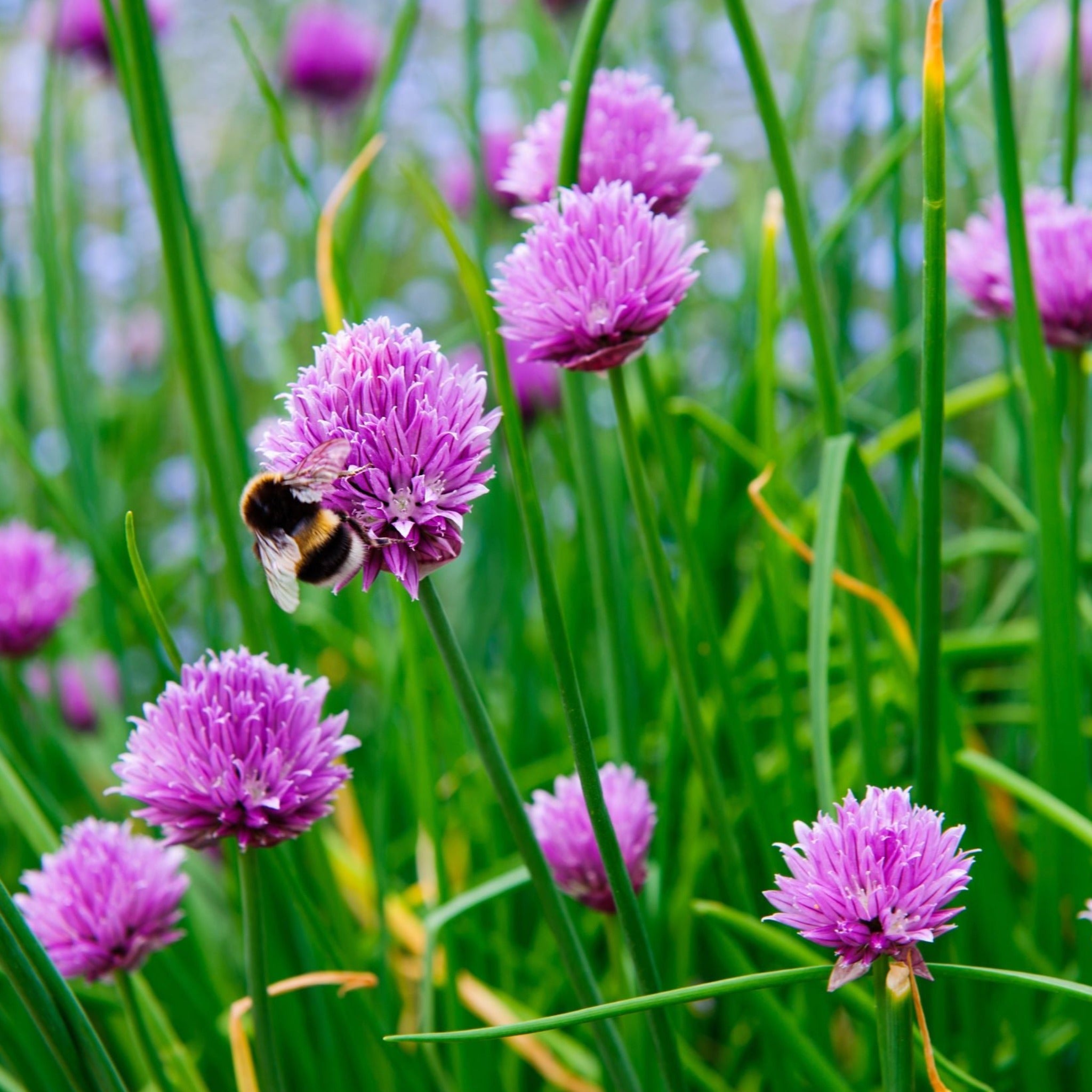 Chives (Herb) 9cm / 1.5L