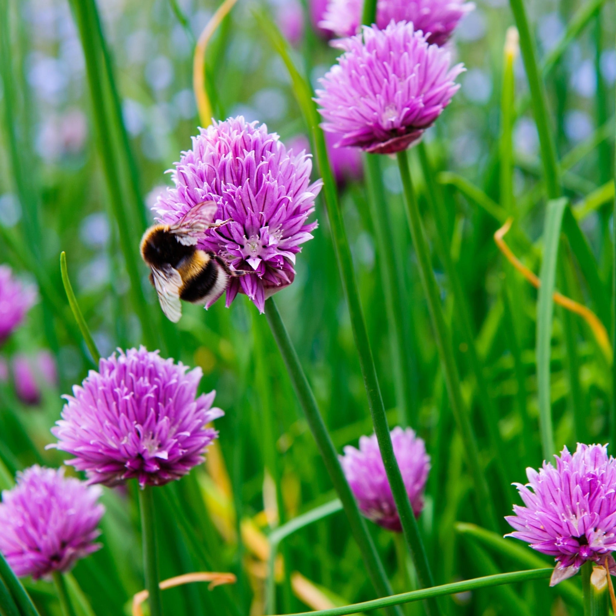 Chives (Herb) 1.5L