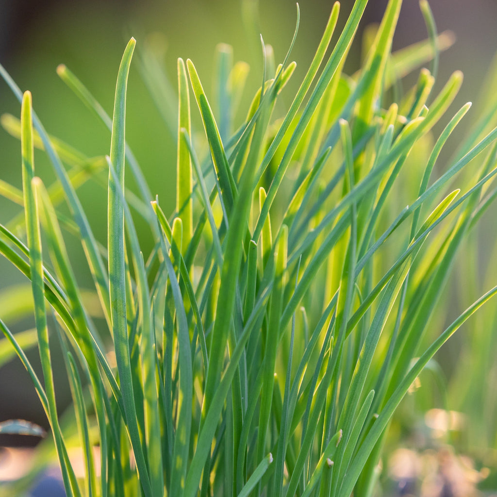 Chives Garlic (Herb) 9cm