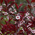 Dwarf/Patio Ornamental Flowering Cherry Blossom Tree - 'Cistena' 100-120cm