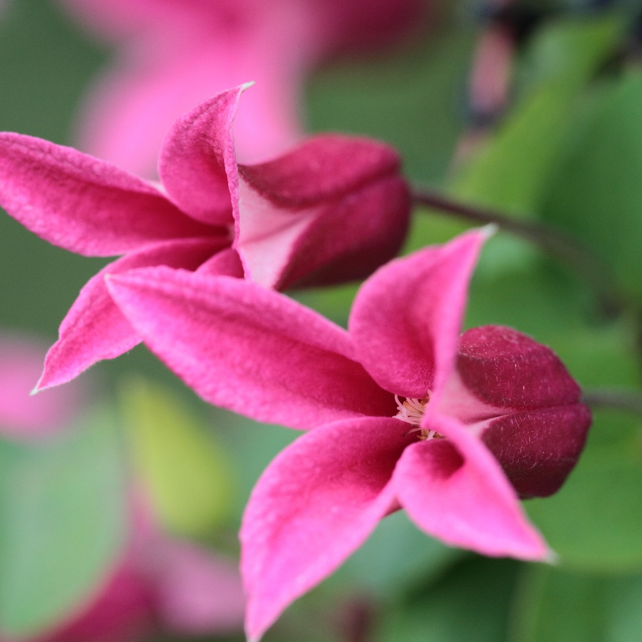 Clematis 'Princess Diana' 70cm