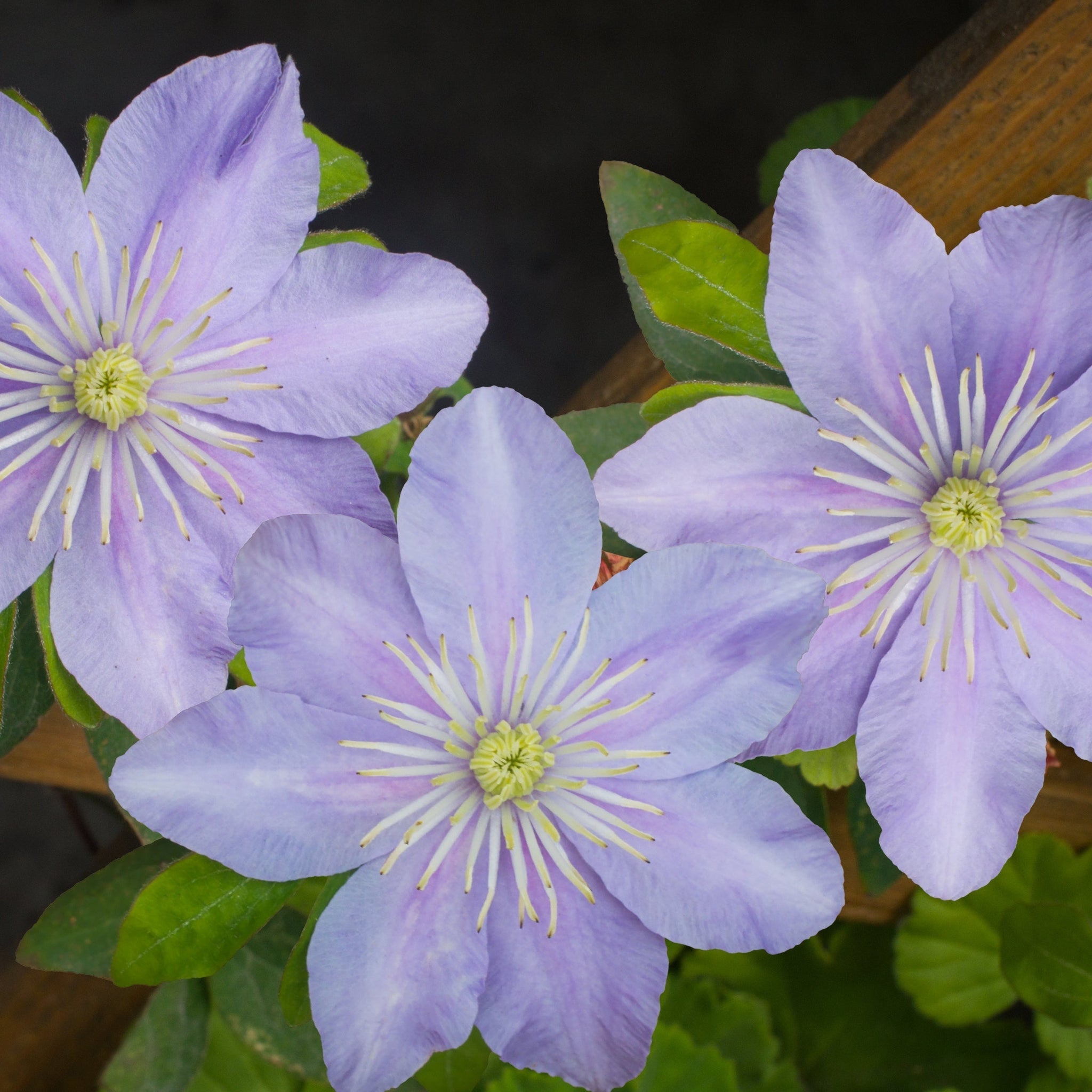 Clematis Hybrid 'Justa' 50cm