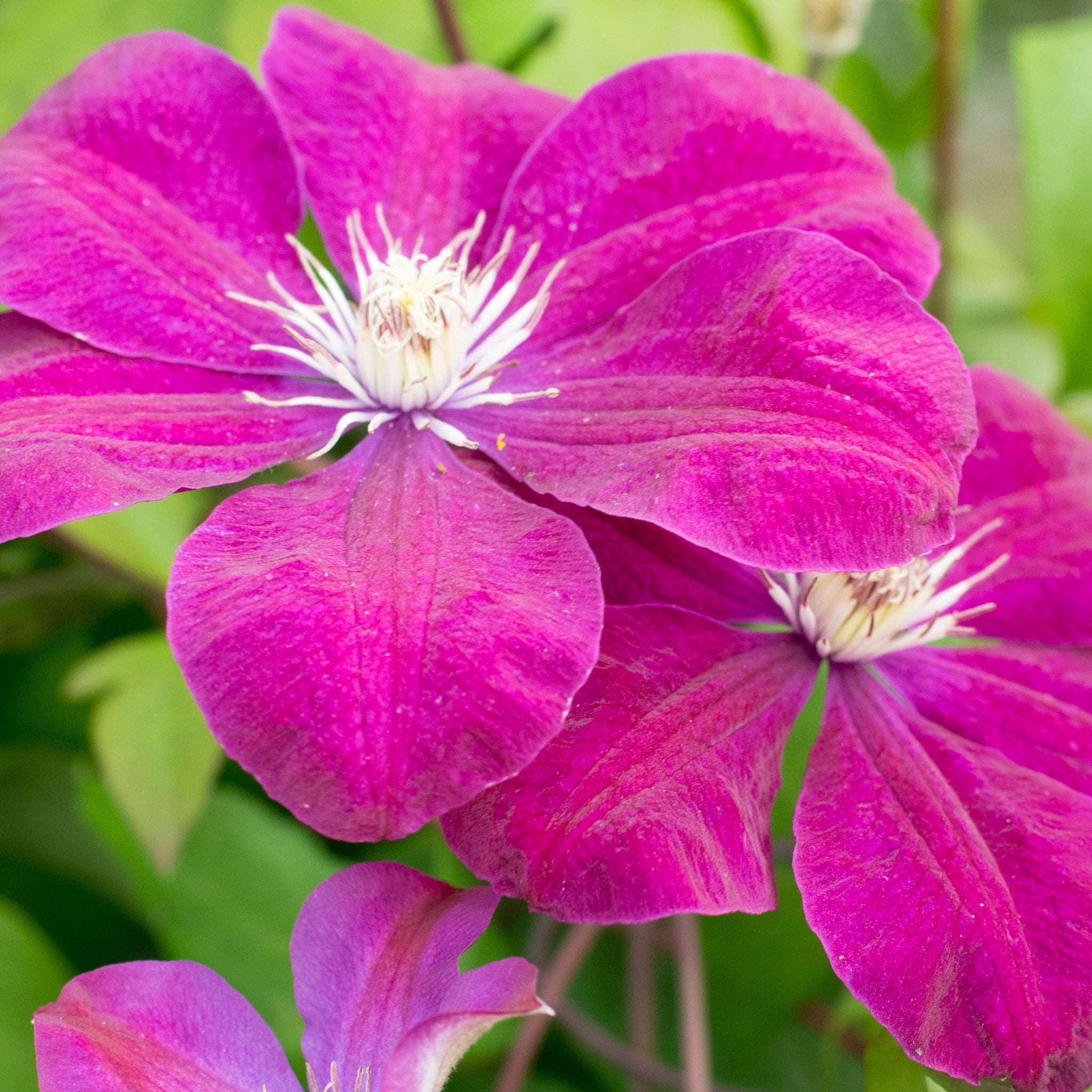 Clematis 'Rouge Cardinal' 50cm