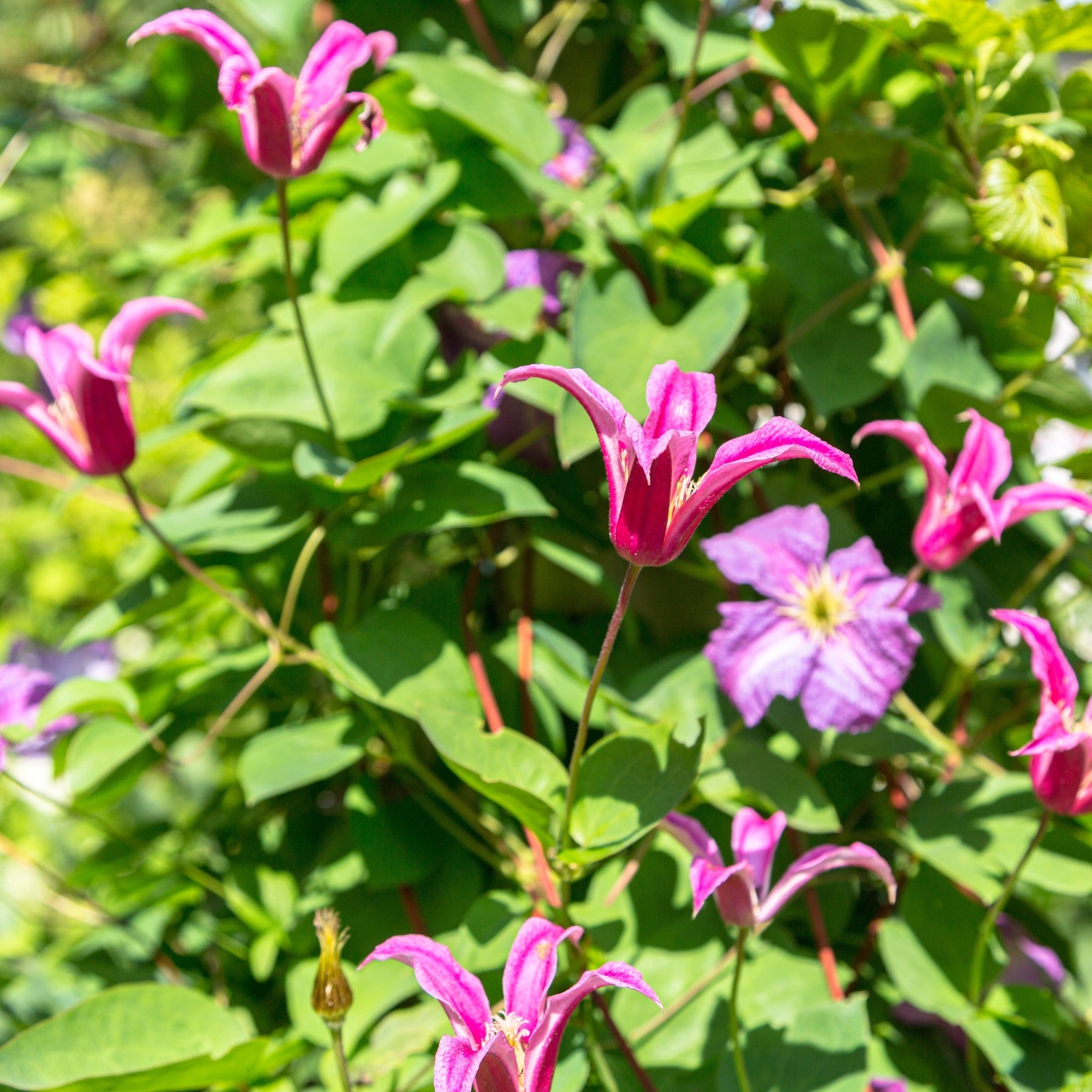 Clematis 'Princess Diana' 70cm