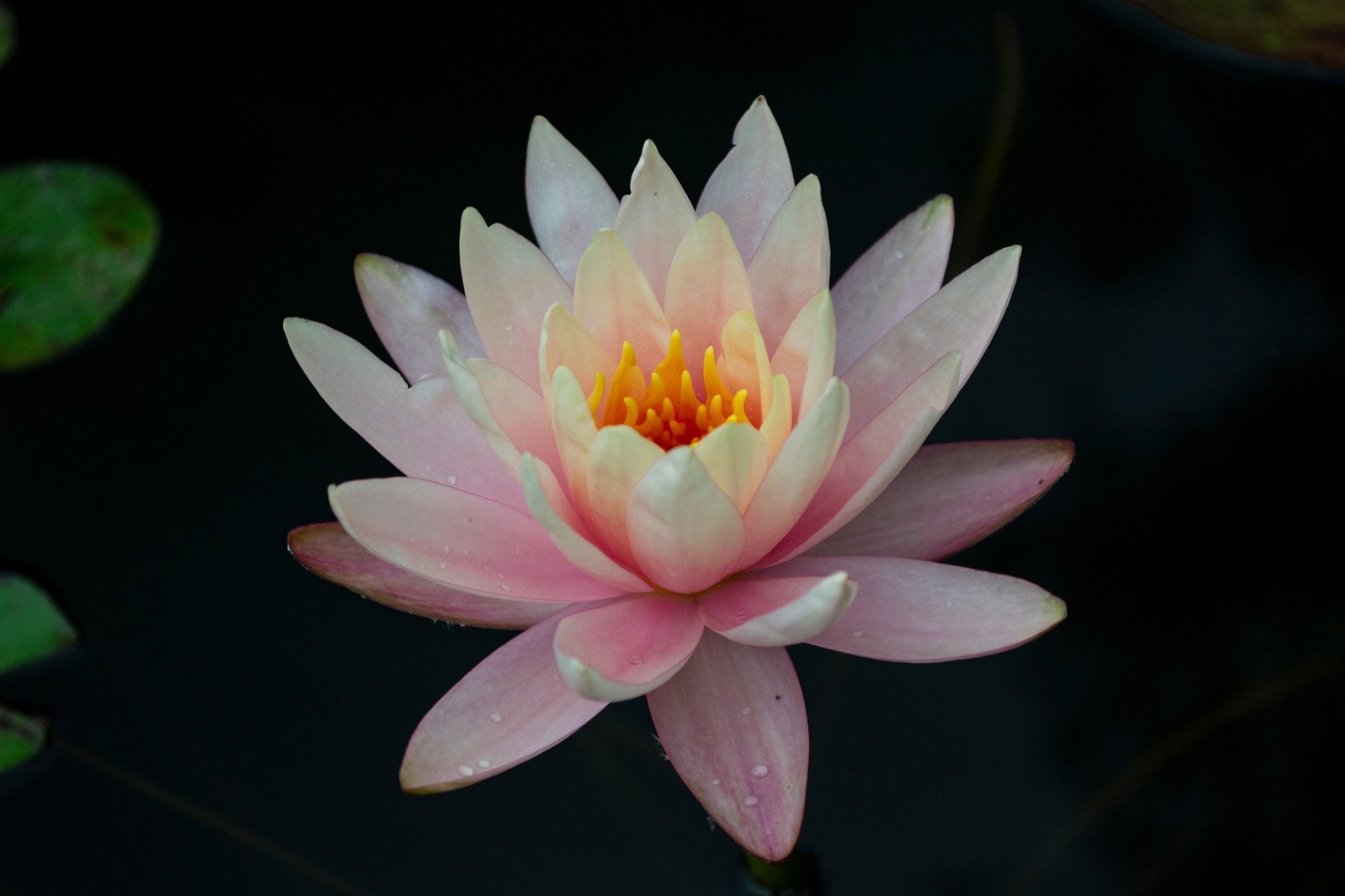 Clyde Ikins water lily - pond plants - LW06