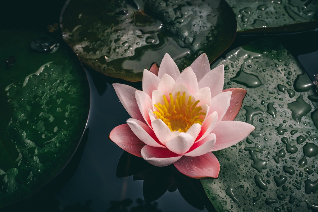 Colorado water lily - pond plants - SW01