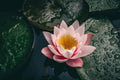 Colorado water lily - pond plants - SW01