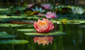 Comanche water lily - pond plants - SW02