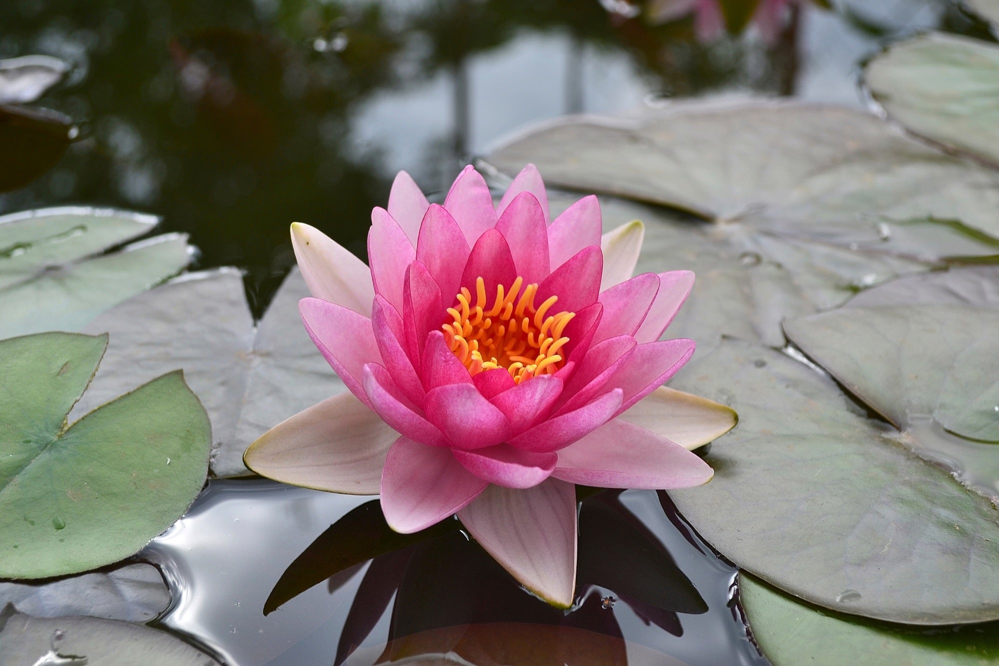 Conqueror water lily - pond plants - LW07
