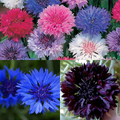 Corn Flower Collection. 3 Native Corn Flower Varieties