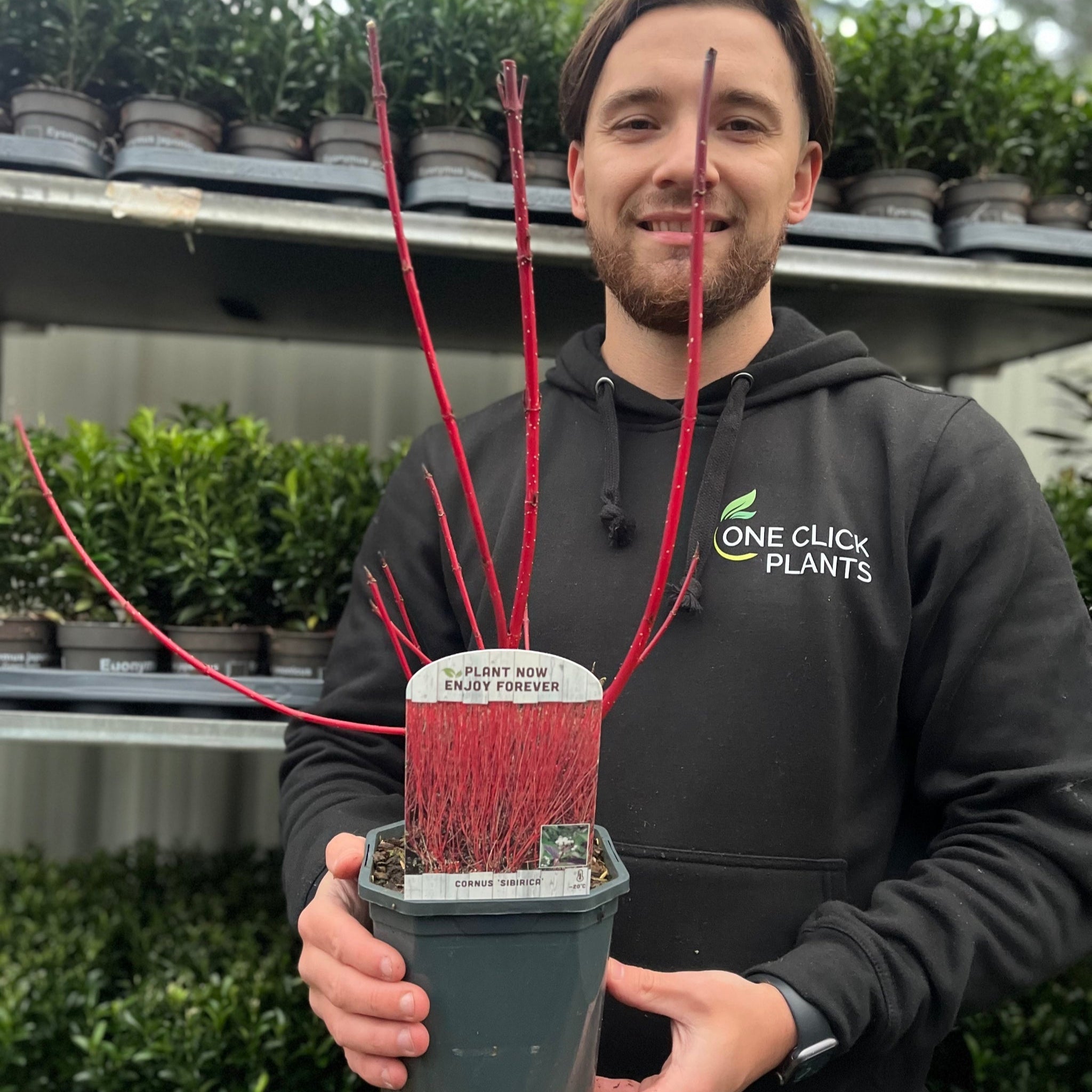 Cornus 'Sibirica' (Siberian Dogwood) 2L