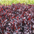 Cotinus cog. 'Royal Purple' 9cm/2L
