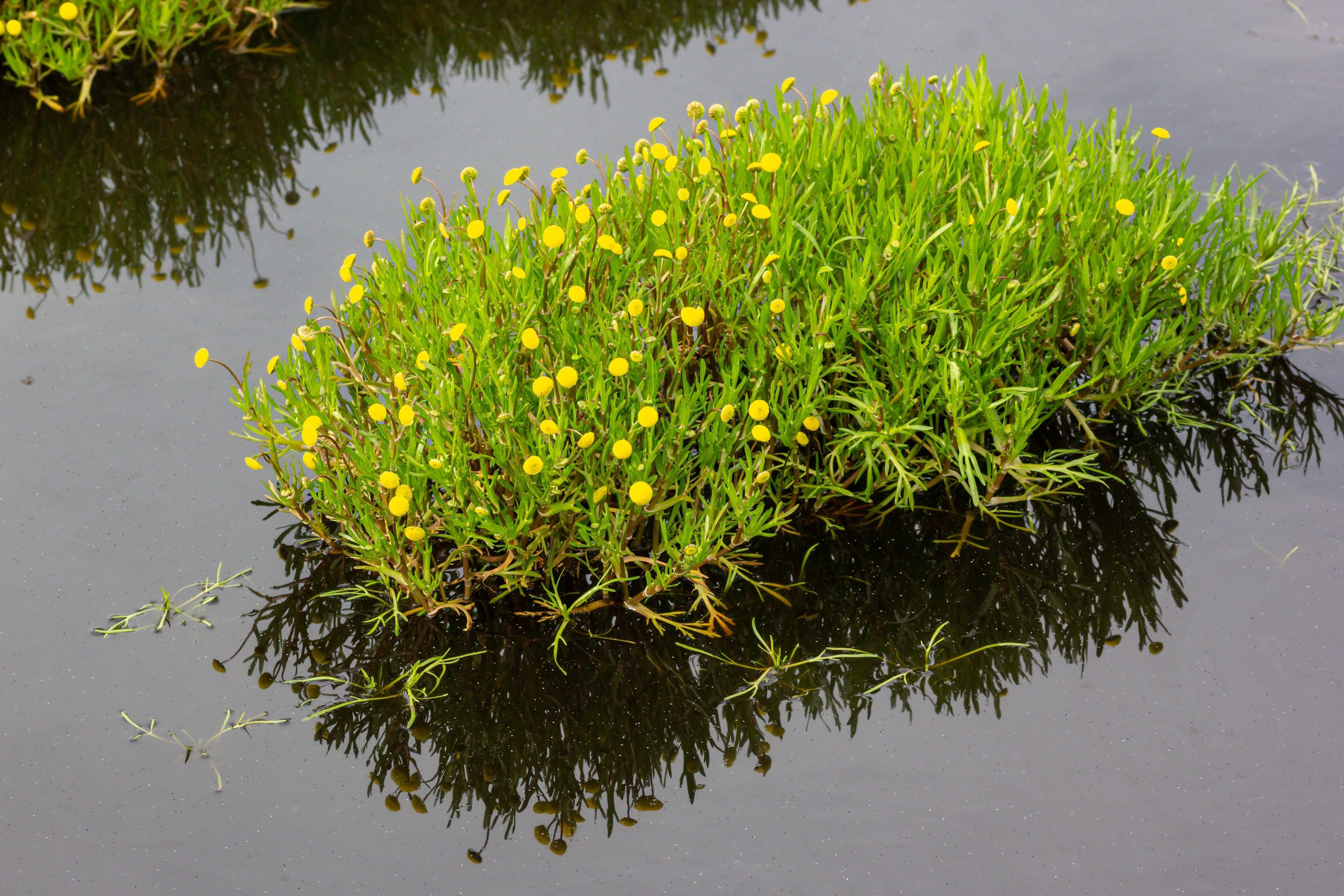 Cotula coronopifolia (Brass buttons) - MP028 - Packs