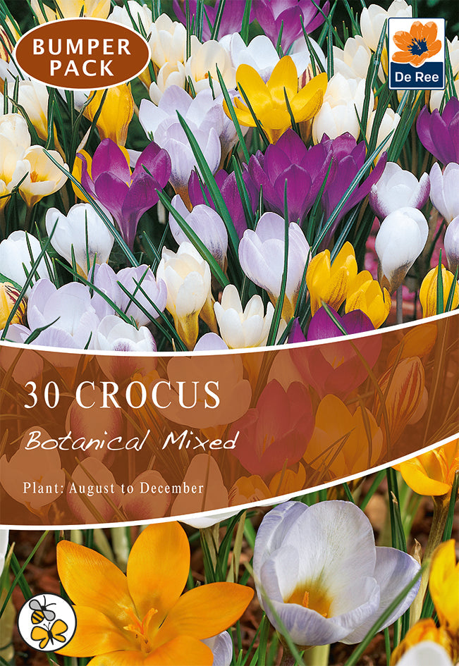 Crocus Botanical Mixed Bulbs (15/30  Bulbs)