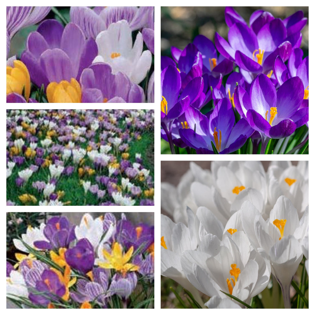 Crocus Large Flowering Mixed (7 Bulbs)