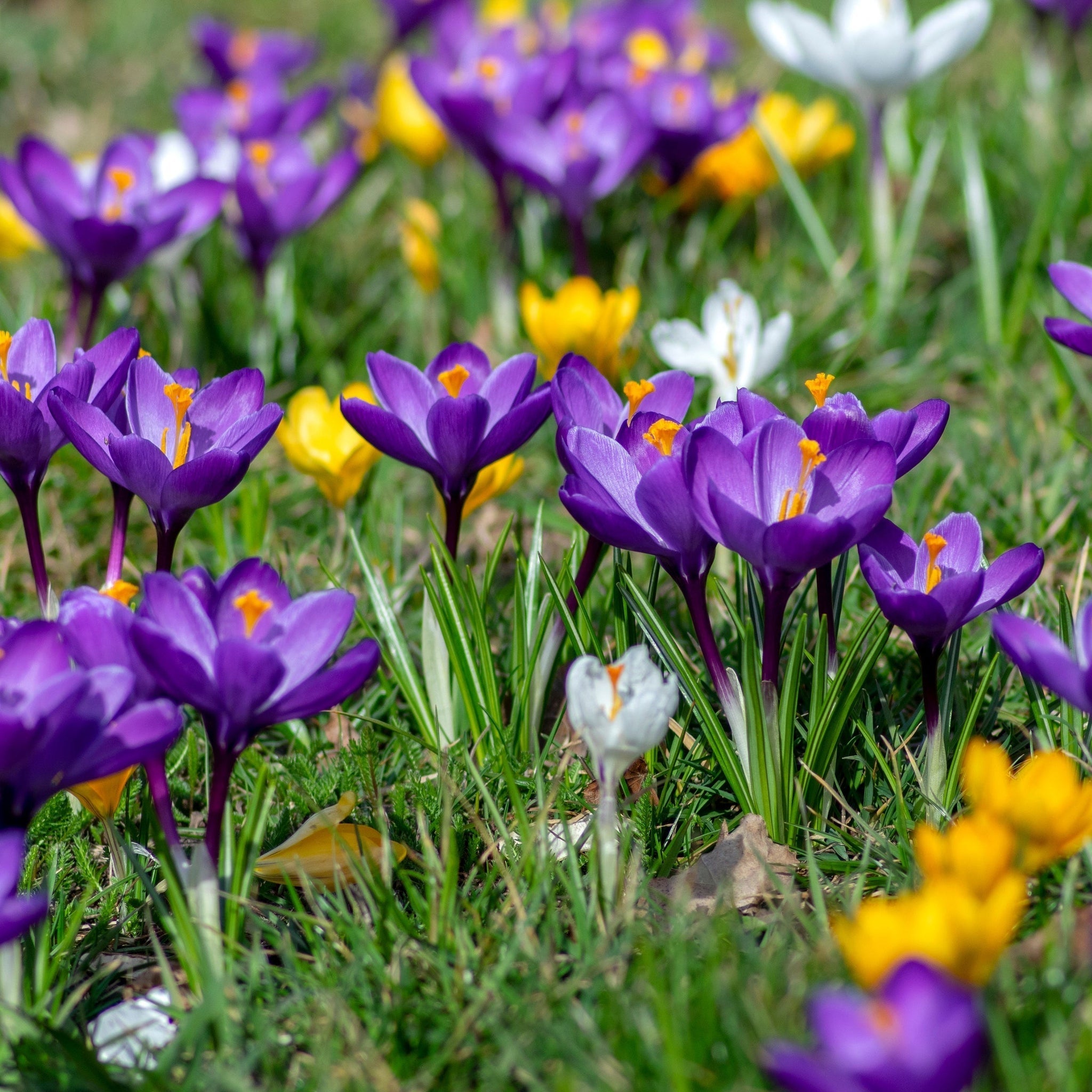 Crocus Large Flowering Mixed (15 Bulbs)