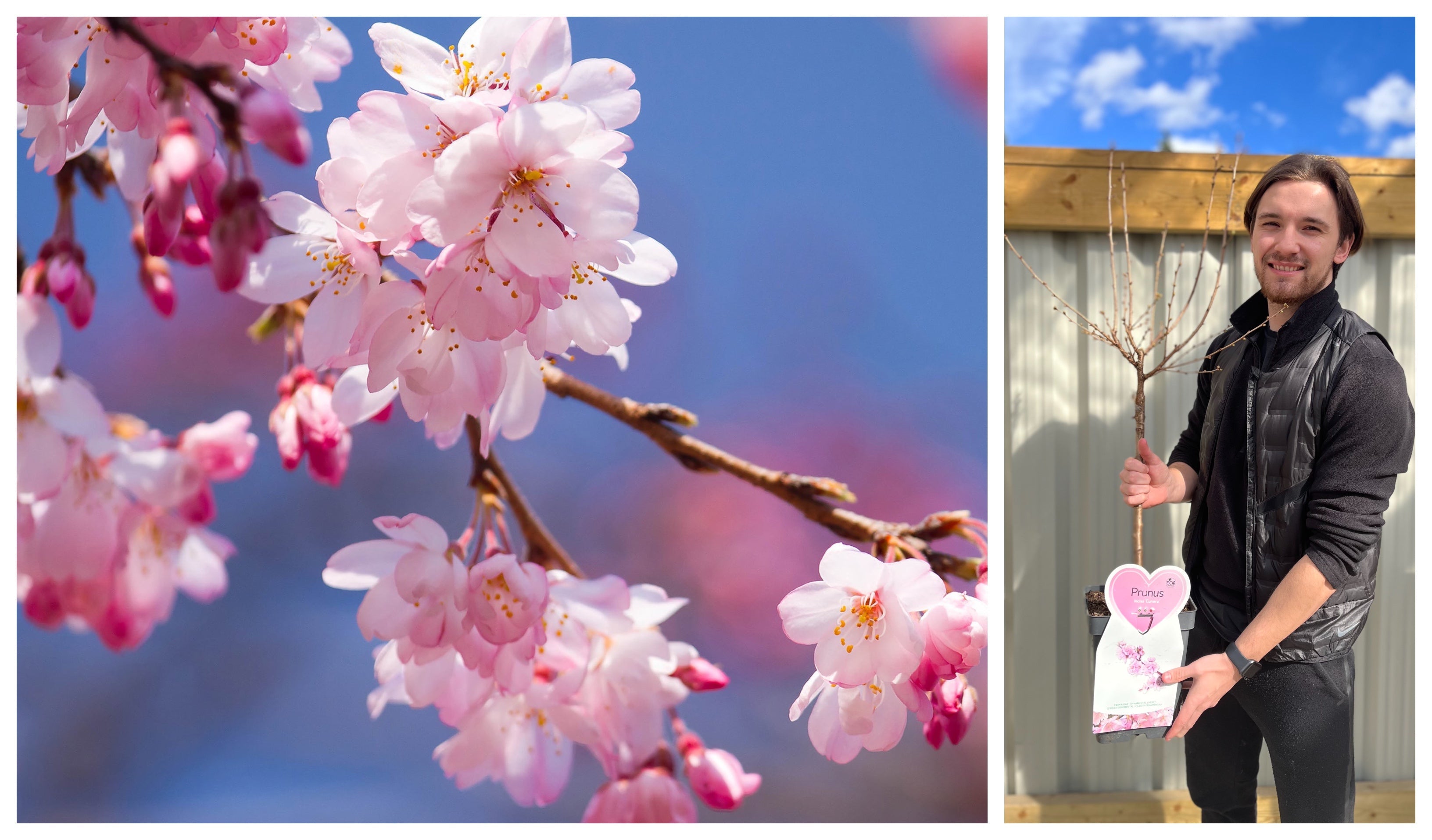 Ornamental Flowering Cherry Blossom Tree Dwarf - Incisa 'Cunera' 100-120cm