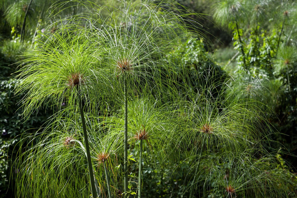 Cyperus papyrus (Egyptian paper rush) - Marginal Pond Plants - BP030