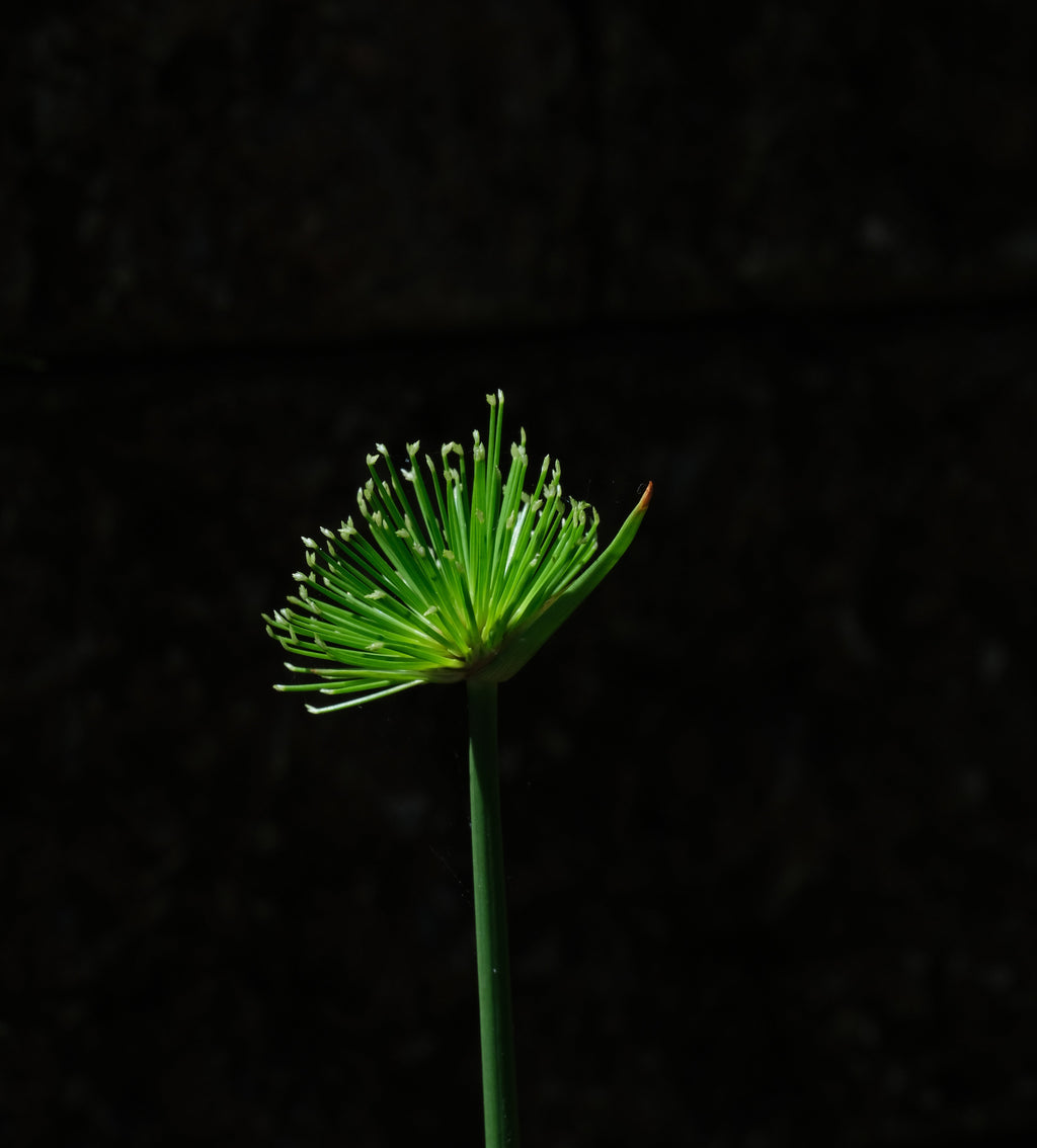Cyperus Haspan Viviparus - Marginal Pond Plants  - Pond Plants - Water Plants - MBP031A