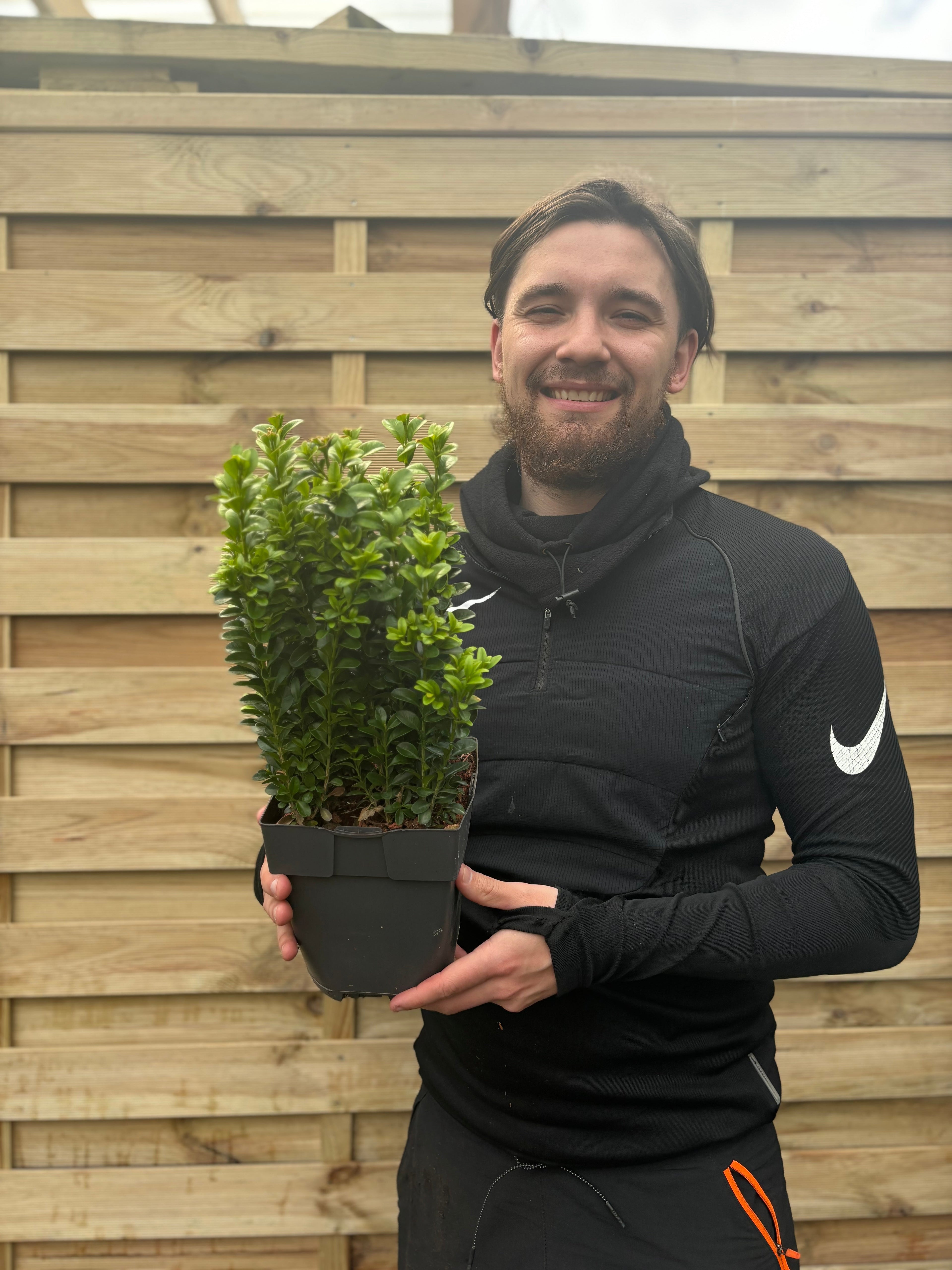 Buxus Hedging (Multibuy Offers Available)