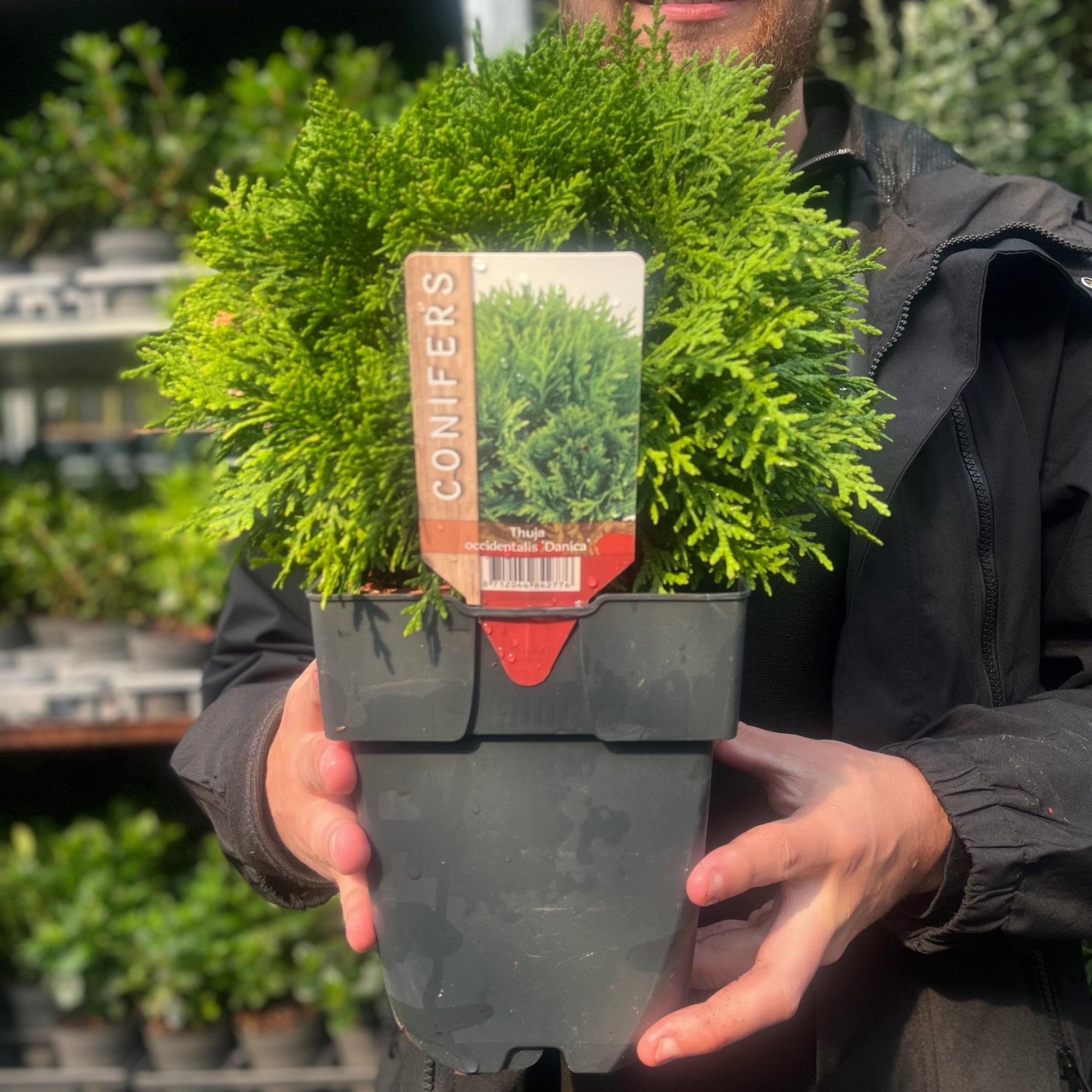 Thuja occidentalis 'Danica' 2L / 3L / 10L