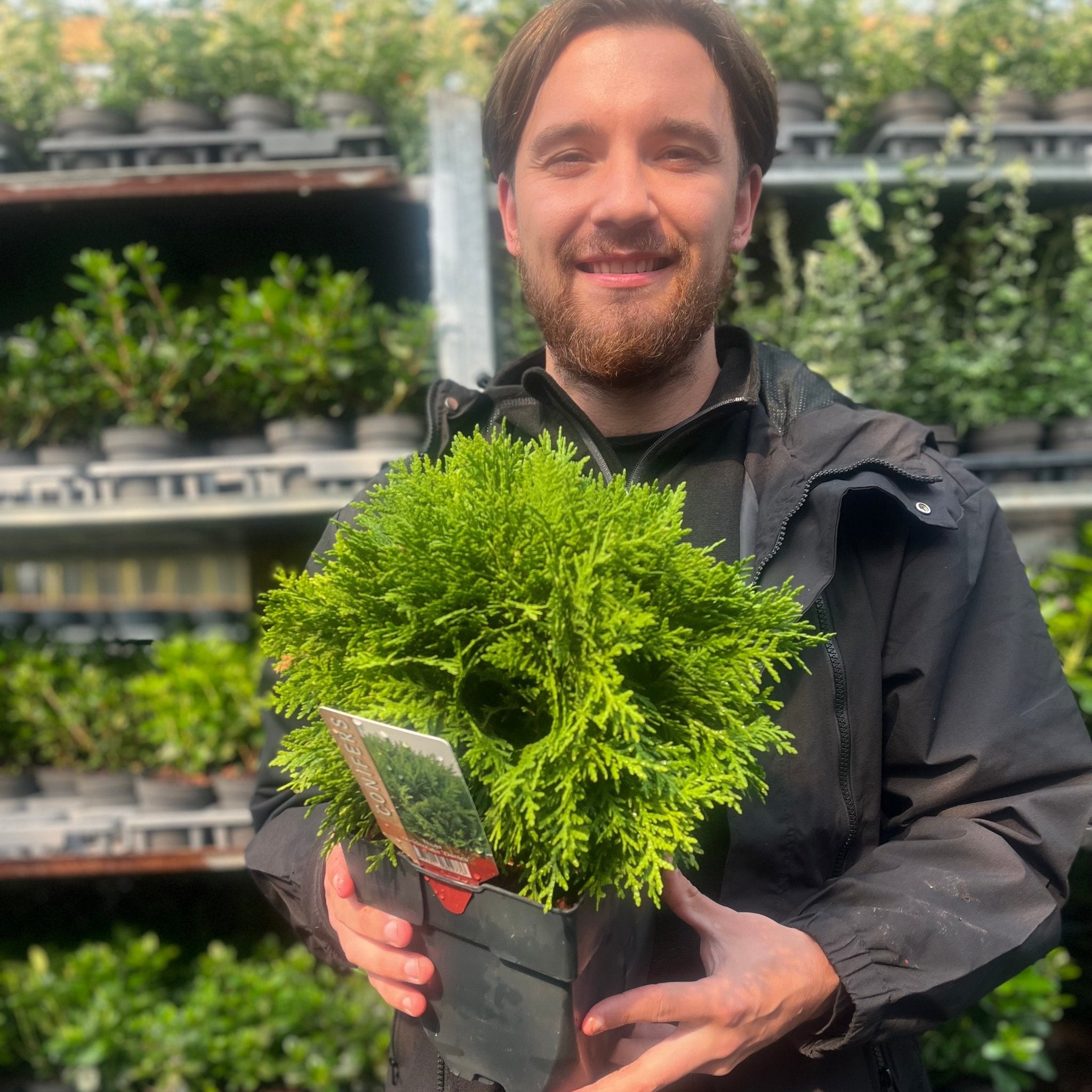 Thuja occidentalis 'Danica' 2L / 3L / 10L