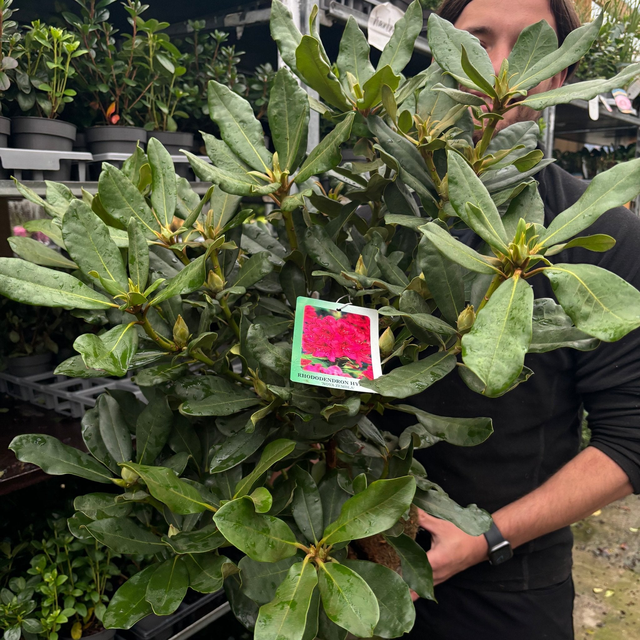 Rhododendron 'Nova Zembla' 2L / 5L