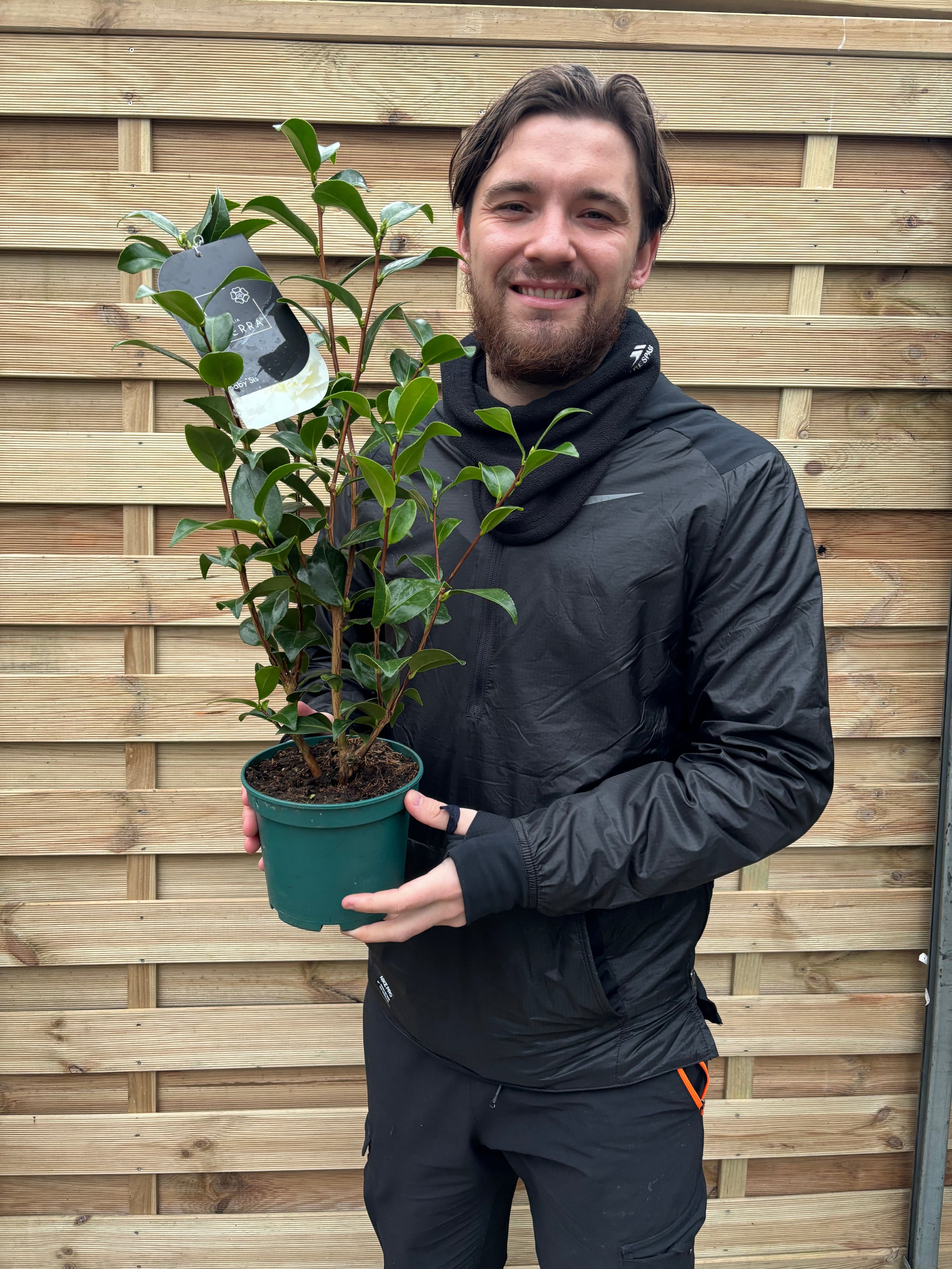 Camellia japonica 'Baby Sis' 40-50cm / 100-120cm