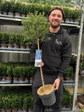 Ceanothus Patio Tree 110-120cm (Californian Lilac)