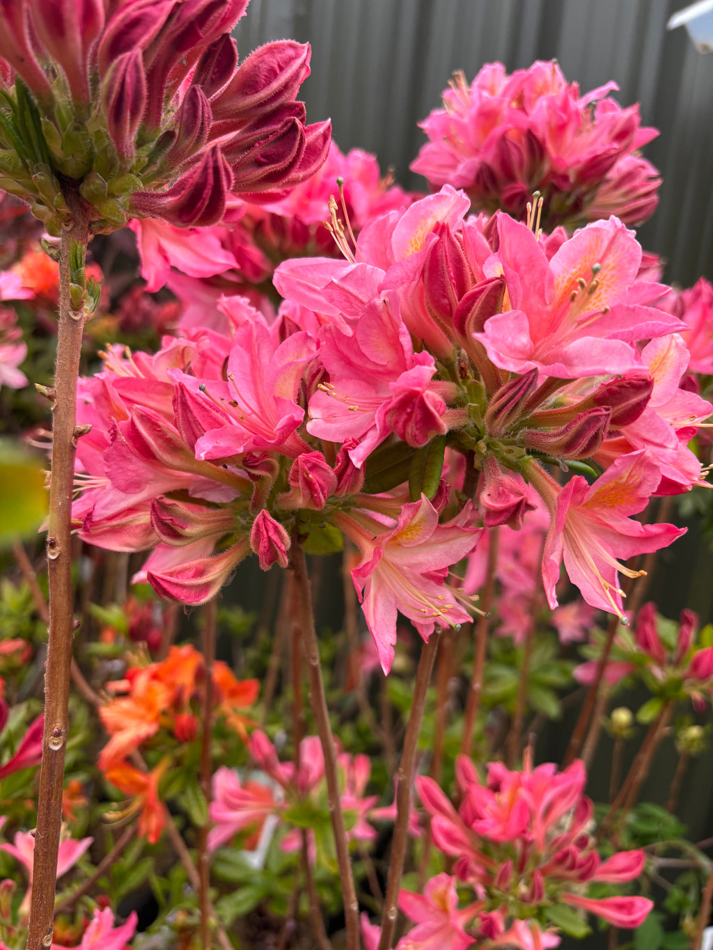 Azalea knaphill 'Jolie Madame' 5L (80-90cm inc. pot)
