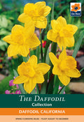 Daffodil 'California' (6 Bulbs)