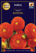 Dahlia | Pompon | Bantling (1 Tuber)