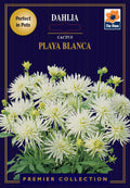 Dahlia | Cactus | Playa Blanca (1 Tuber)