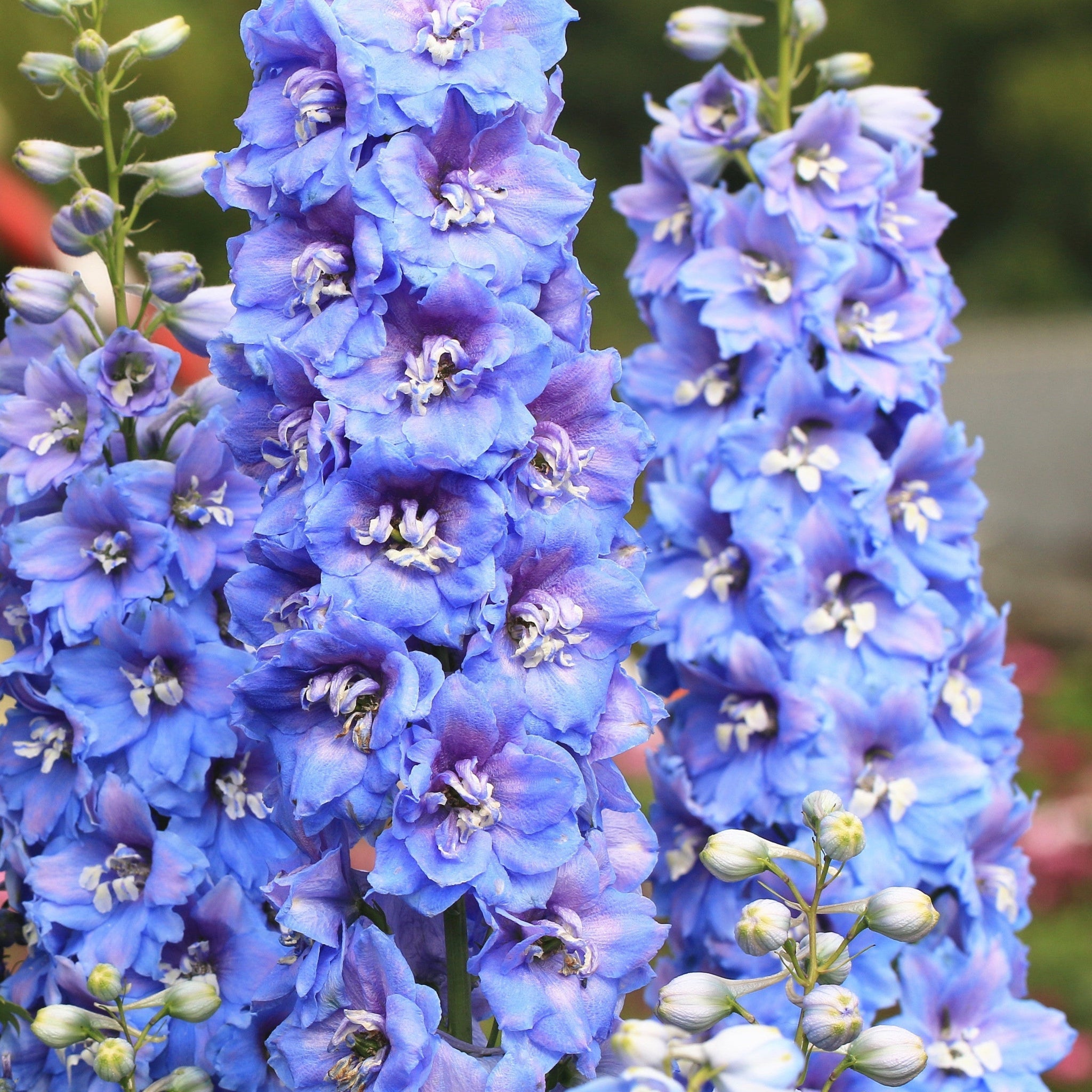 Delphinium 'Magic Fountain Sky Blue' 9cm