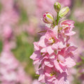 Delphinium Cherry Blossom White Bee  3L
