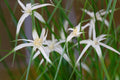 Dichromena colorata (Star grass) - MBP032 Packs