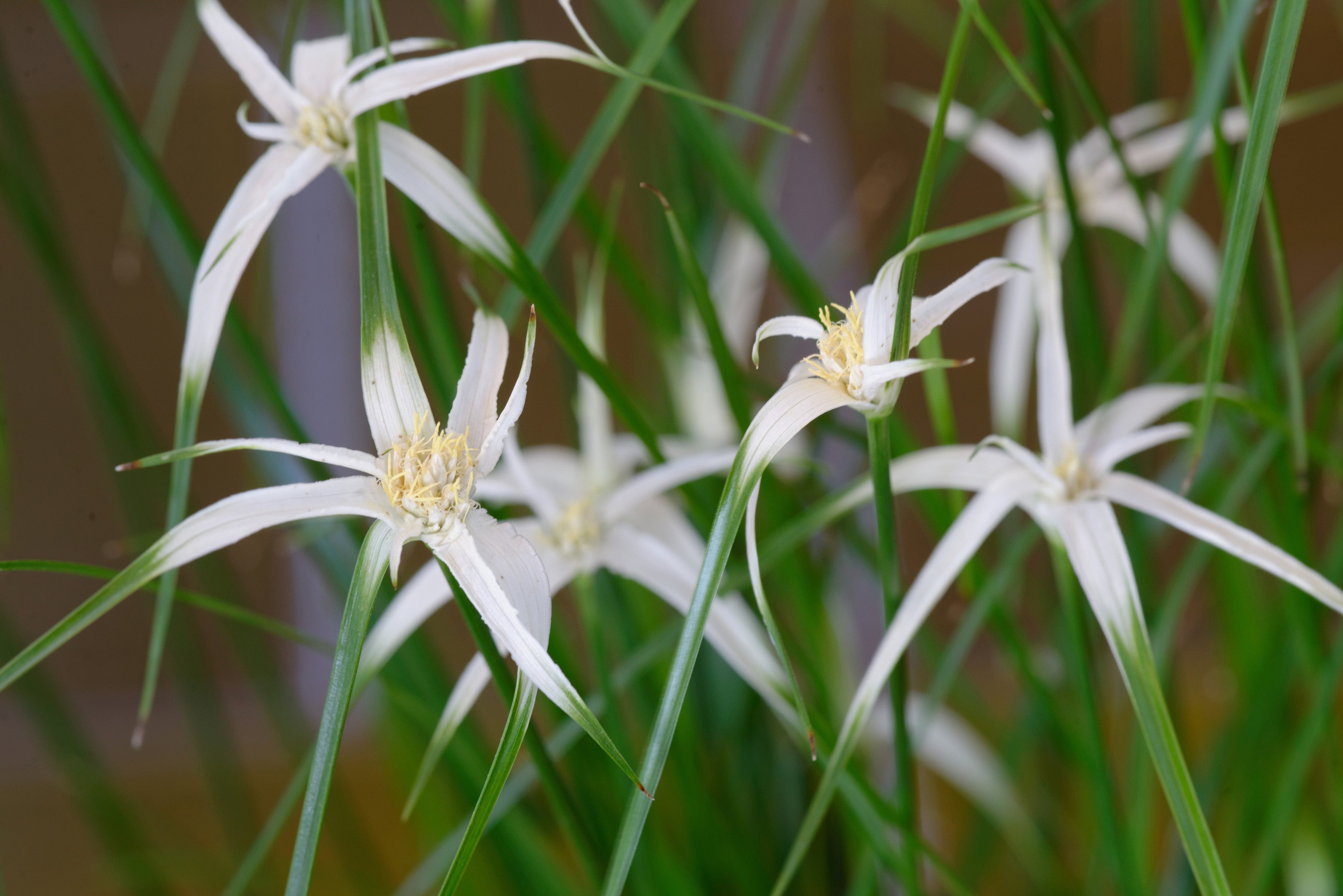 Dichromena colorata (Star grass) - MBP032 Packs