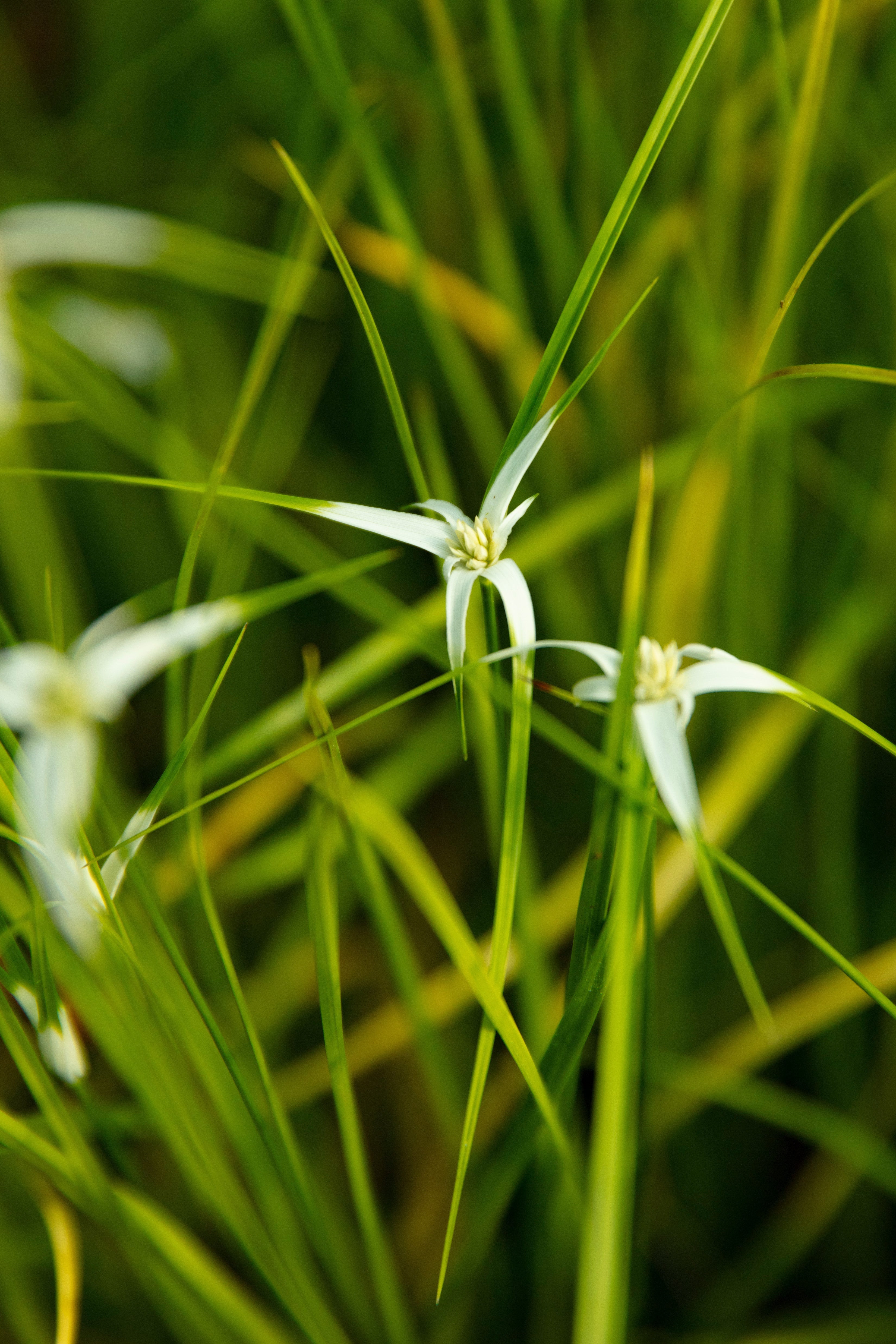 Dichromena colorata (Star grass) - MBP032 Packs
