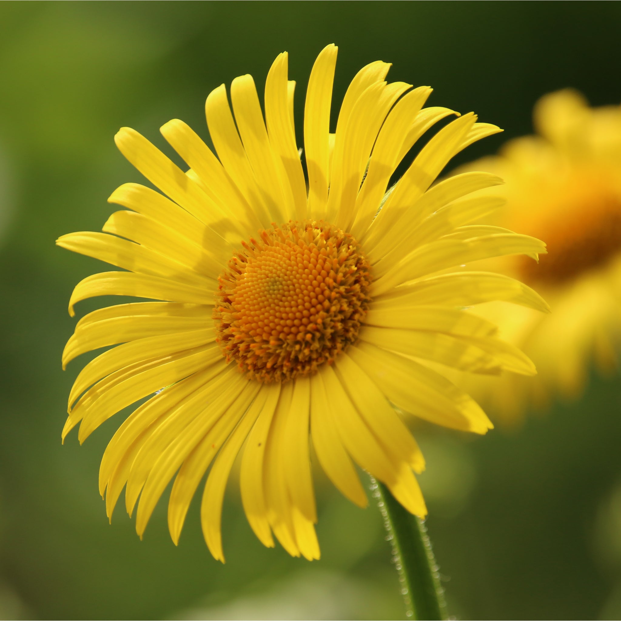 Doronicum orientale 'Little Leo' 9cm
