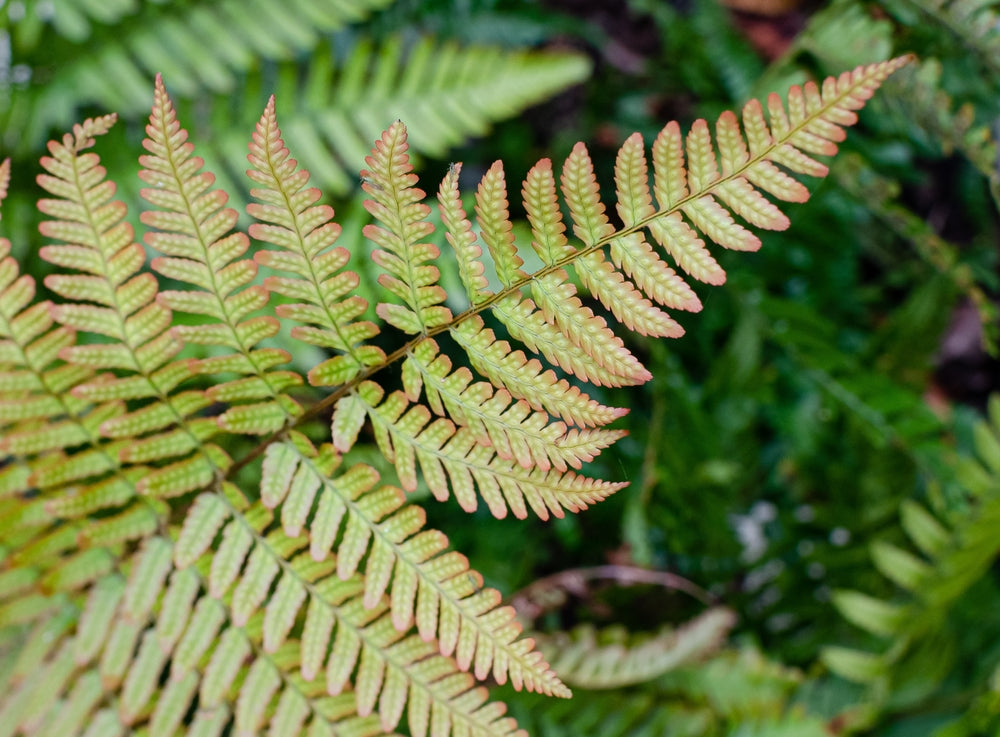 Dryopteris Erythrosora - BP033 Packs