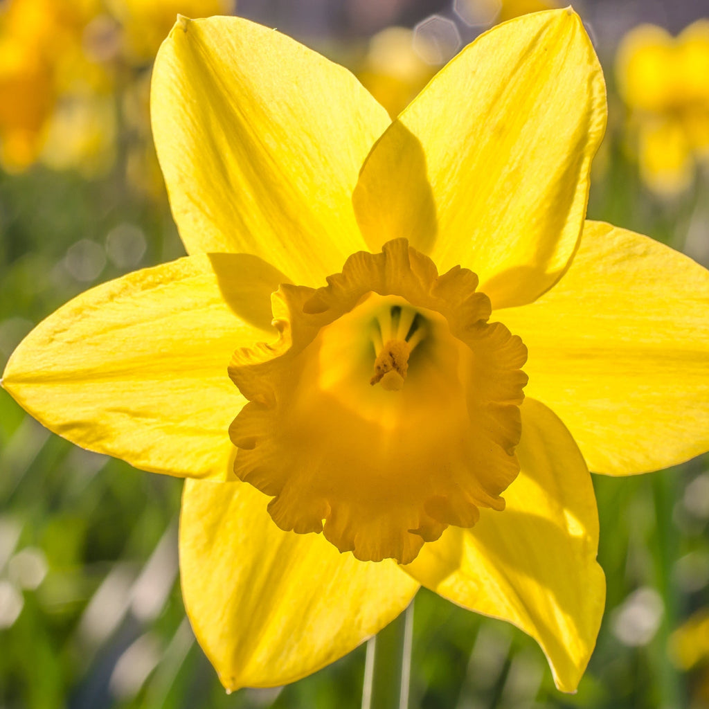 Daffodil 'Dutch Master' (6  Bulbs)