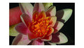 Dwarf Potted water lily - Live Water Plant Aquatic Pond Lake Marginal - Patio Pond (Mary Patrica)