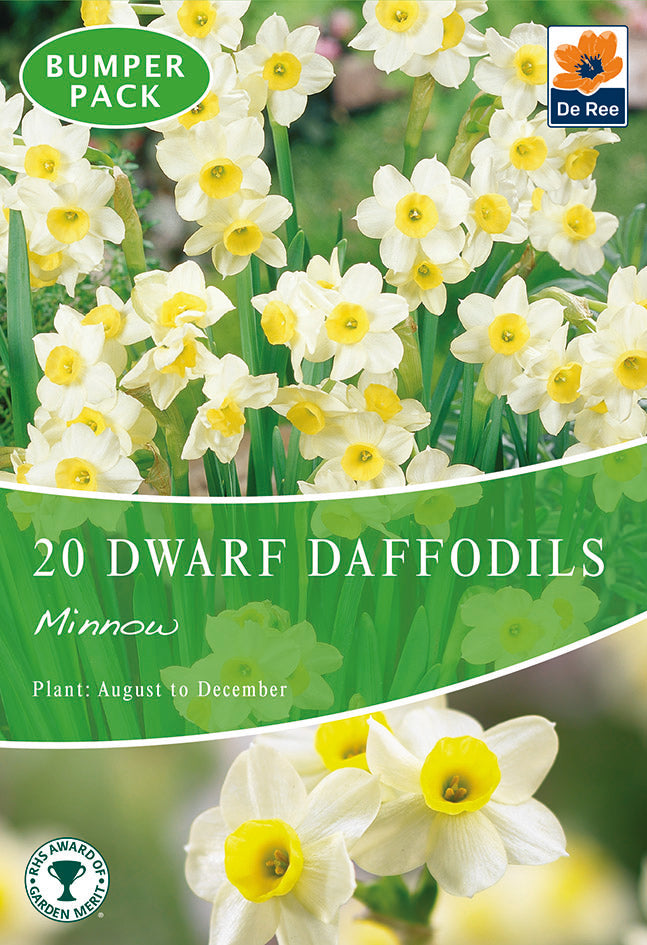 Dwarf Daffodil 'Minnow' (8/18  Bulbs)